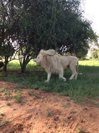 Lion At The Lion Park Third World Countries South Africa Countries Of The World