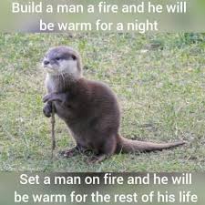 Animal Of Culture 9gag Funny Animals Animal Memes Cute Animal Memes