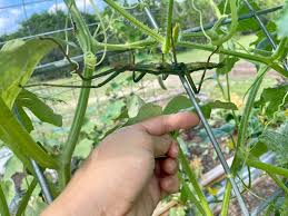 Image result for Mealybug cucumber