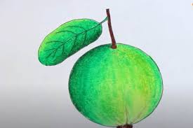 How To Draw A Guava Step By Step Fruit Drawings You can edit any of drawings via our online image editor before 800x800 hand drawing of guava with leaf. how to draw step by step