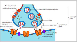 Erregungsubertragung An Der Synapse