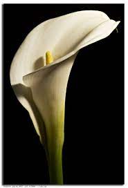 Google Image Result For Http Pathfinder Smugmug Com Photos 28659393 L Jpg Flower Painting Pictures Of Calla Lilies Flowers Photography