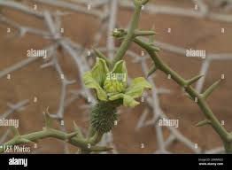 Image result for Acanthosicyos