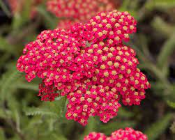 Common Yarrow Fanal Aka The Beacon Achillea Millefolium Pink Perennials Flowers Flower Garden