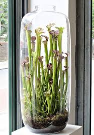 A Jug Of Vine For The Pure Design Of Terrariums That Grow On Us Jardinagem Plantae Suculentas
