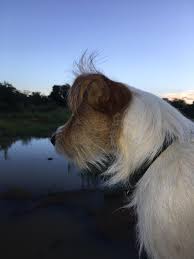 Children enjoy pets for many reasons. Ruby Duby Duby Dog Out For Koshari Game Ranch Facebook
