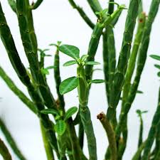 Image result for Euphorbia citrina