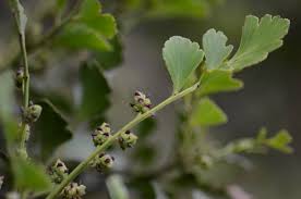 Image result for Phyllocladus trichomanoides