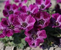Image result for Geranium `Sandrine`