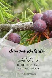 Wacholderbeeren Wirkung Hausmittel Zum Ausprobieren Simplygesund Wacholder Heilpflanzen Naturheilkunde