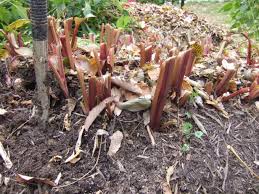 Jag lägger mina calla lily lampor i garaget över vintern. How To Dig Tender Bulbs For Winter Hgtv