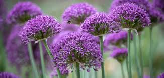 Maybe you would like to learn more about one of these? How To Plant Grow Care For Alliums Sarah Raven