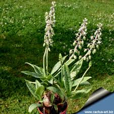 Image result for Lessertia pauciflora