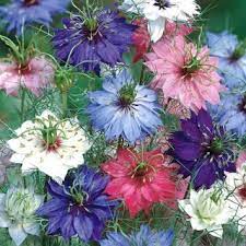 Love In A Mist Mixed Seeds Nigella Damascena 1500 Seeds Garden Seeds Market Free Shipping In 2020 September Flowers Flower Farm Flower Seeds