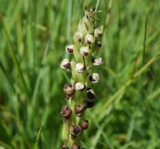 Image result for Corycium