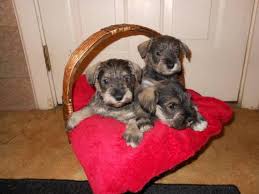 About 777 johnson farms miniature schnauzers. Miniature Schnauzer Puppies Pets And Animals For Sale Ohio