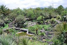 We did not find results for: The Hanging Gardens Of Babylon Volcanocafe