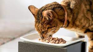 kediler yogurt yer mi kedi beslenmesi ve yedirilecek besinler zovovo en iyi bilgi sitesi