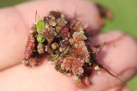 Image result for Azolla filiculoides