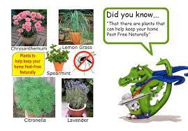 Presence of pests such as. Pest Control San Diego D And S Termite And Pest Control