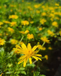 Image result for Euryops chrysanthemoides