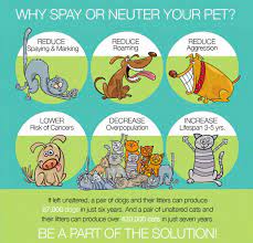 Meaning of spay in english. We Know You Ve Been Meaning To Take Care Brazoria Veterinary Clinic Facebook