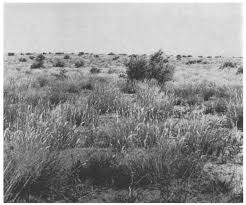 Image result for Plinthus cryptocarpus