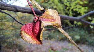 Image result for Senecio latifolius