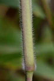 Image result for Paspalum urvillei