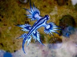 Rarest Animal Rare Animals Rarest Animals In The World Rare Species Of Animals Rare Animals Most Beautiful Animals Blue Sea Slug Glaucus Atlanticus