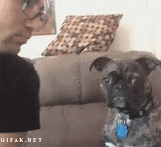 I Said No Kisses Gif Gay3ty Dog Gifs Funny Gif Funny Animals