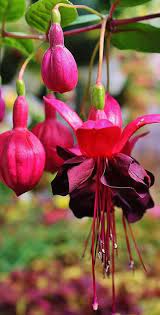 Pin By Gail Williams On Flowers Group Fuchsia Flowers Pretty Flowers Fuchsia Plant
