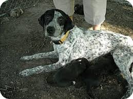 There are a number of coonhound breeds, the most popular being the black and tan coonhound (pictured), bluetick coonhound, redbone coonhound, plott hound, treeing walker coonhound, english coonhound, and american leopard hound. Wood Dale Il Bluetick Coonhound Meet Momma And 9 Pups Emergency A Pet For Adoption