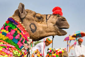 Camel fair is the most famous festival in bikaner. à¤° à¤œà¤¸ à¤¥ à¤¨ à¤• à¤¬ à¤• à¤¨ à¤° à¤¶à¤¹à¤° à¤® 26à¤µ à¤… à¤¤à¤°à¤° à¤· à¤Ÿ à¤° à¤¯ à¤Š à¤Ÿ à¤‰à¤¤ à¤¸à¤µ Bikaner Camel Festival à¤¶à¤¨ à¤µ à¤° à¤¸ à¤¶ à¤° à¤¹ à¤°à¤¹ à¤¹ Bikaner Camel Festival 2019 Festival Will Kickstart On January 12 Bikaner