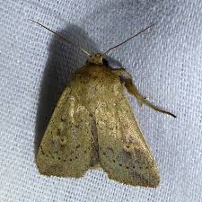 Image result for Leucas milanjiana