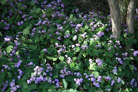 Image result for Bartlettina