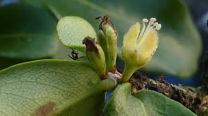 Image result for Erythroxylum emarginatum
