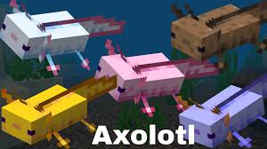 How to breed axolotls in minecraft. Colourful Axolotls In Minecraft Spawn Tame Breeding