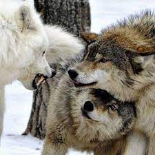 What Kind Of Wolf Are You Wolf Love Wolf Dog Beautiful Wolves