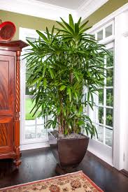 They sport large green leaves and bloom with elegant white flowers. 21 Tall Indoor Plants With Big Leaves The Architecture Designs