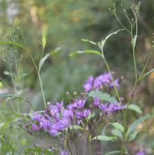 Image result for Vernonia guineensis