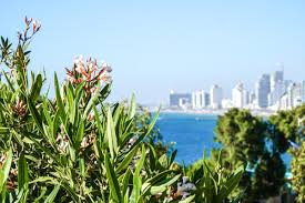 Sehenswürdigkeiten wie den rothschild boulevard oder die weißen mit dem fahrrad erkunden sie alle tel aviv sehenswürdigkeiten an der seite eines echten. Modernes Israel Highlights Sehenswurdigkeiten In Tel Aviv Milchblau