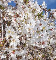 Image result for Prunus