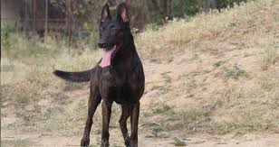 Check spelling or type a new query. Dutch Shepherds A Glimpse Into The Rare And Versatile Breed Creature Companions Magazine