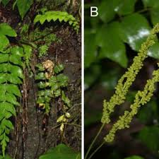 Image result for Anemiaceae