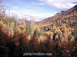 Hutan taiga disebut juga hutan konifer. Hutan Konifer Adalah
