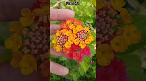 Ia merupakan sejenis pokok renek berbulu dan digunakan dalam perubatan melayu. Bunga Lantana Camara Bunga Tahi Ayam Shorts Youtube