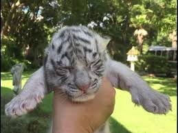 Tiger cub white background stock photos and images. Cute White Tiger Cub Youtube