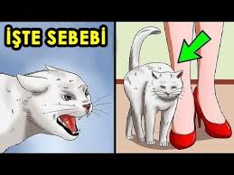 Adam Gizli Kamera Kurdu Ve Kedi O Uyurken Bunlari Yapti Youtube