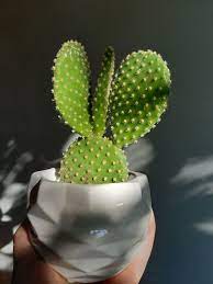 Like any other succulents, bunny ears are also prone to root rot when left sitting in wet for too long. Bunny Ear Cactus Growing Care For The Bunny Ears Succulent Opuntia Microdasys